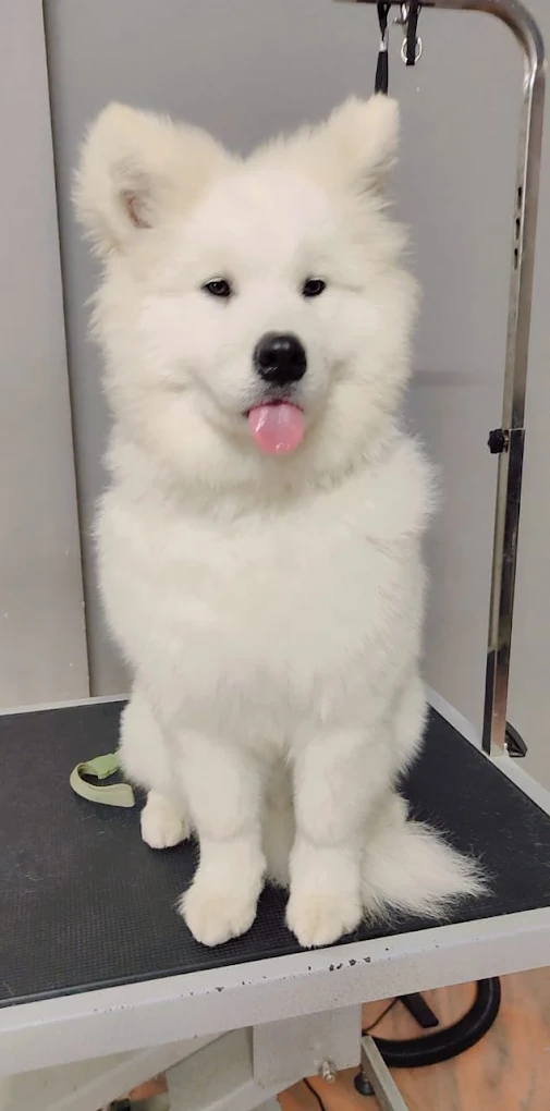 Pet grooming client transformation